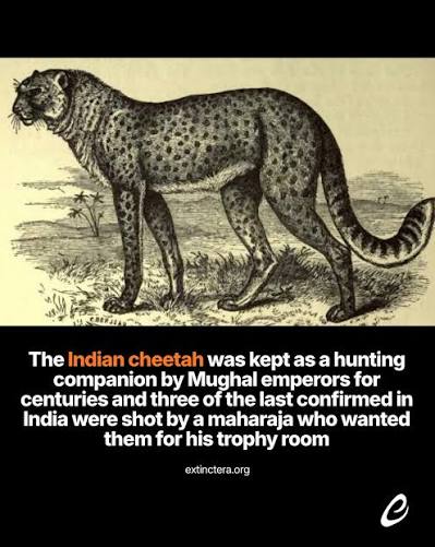 In India, cheetahs were valued as hunting companions, and in Hindi, they were known as “Chita” or the “spotted one” and frequently called “hunting leopards.” This fastest moving animal on land was