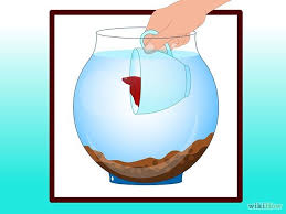 How To Clean A Betta Fish Tank Betta Fish Tank Betta Fish Beta Fish Tank