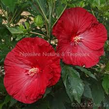 Hibiscus X Moscheutos Cranberry Crush Hibiscus Des Marais Bjr, pourquoi ne pas planter de l'hibiscus des marais, hostas, amélanchiers, saule marsault, groseiller. eur