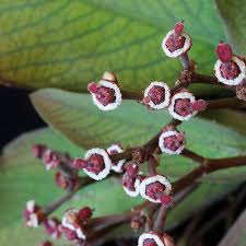 Image result for Euphorbia umbellata