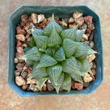 Image result for Haworthia