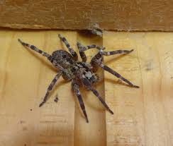 Und dank klimawandel kann sie sich hier auch halten, berichtet klesser. Krauseljagdspinne Nosferatu Spinne Zoropsis Spinimana C Flickr
