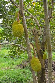 The durian fruit can hang from any branch and matures roughly three months after pollination.durians are very tropical and we only recommend them from areas north of mackay in qld. Durian Fruit Tree Pictures Fruit Trees