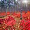 The lilla smoke bush, otherwise known as the cotinus coggygria 'lilla' or rock cotoneaster, wall spray, rock spray, wall cotoneaster, is a rather well known shrub plant by gardening enthusiasts around the world. 1