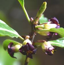 Image result for Pittosporaceae