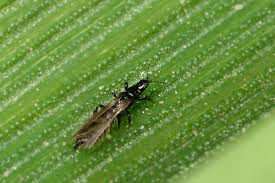Ich hoffe, dass sich hier jemand auskennt. Die Wahrheit Uber Gewittertierchen Darum Sehen Wir Die Kleinen Insekten Vor Einem Presseportal