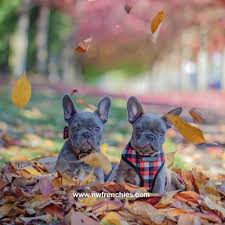 French bulldog puppies oregon for sale. Reserved Akc Lilac French Bulldog Puppies For Sale Nw Frenchies Washington Northwest Frenchies