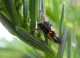 Maybe you would like to learn more about one of these? Beneficial Insects Tree Integrated Pest Management