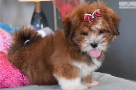 A cross between the loving and joyful maltese breed and the clever and agile poodle breed, the maltipoo (aka maltepoo) is one of the most popular and sought after designer hybrid breeds in the country. Maltipoo Puppies For Sale Texas