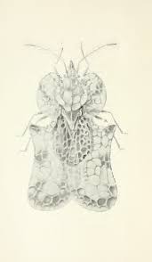 Image result for Triumfetta setulosa