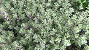 Be the first to rate this. Silver Edge Thyme Youtube