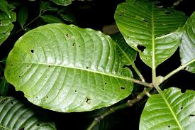 Image result for Psychotria djumaensis