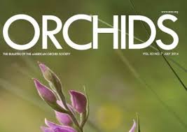 Image result for Manniella gustavi