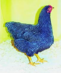 It is resistant to cold, easy to manage, and a good sitter. Plymouth Rock Poultry Hub Australia