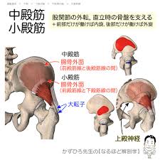 徹底的解剖学（かずひろ先生 解剖学）