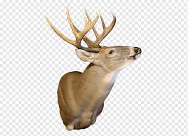 rusa putih ekor rusa moose antler tanduk rusa png pngwing rusa putih ekor rusa moose antler