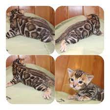 Pin On Lovely Bengal Kittens
