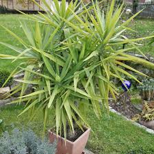 Maybe you would like to learn more about one of these? Yucca Palms Planting And Care Tips Mygarden Com