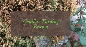 An evergreen plant is one whose leaves remain green for the entire year. Why Are My Conifers Turning Brown Garden Diy