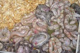 Tips For Breeding Boa Constrictors Reptiles Magazine