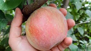 Taierea de rodire se aplica pomilor vara, in timpul vegetatiei si este tot atat de importanta pentru obtinerea unor recolte. TÄieri In Verde La Cais Cuts In Green To Apricot Youtube