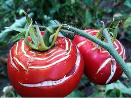 The ph of peat moss is usually from 3 to 4.5, which makes it very effective if you want to lower the ph and acidify the soil. Split Tomato Problem Why Do My Tomatoes Crack And How To Stop It