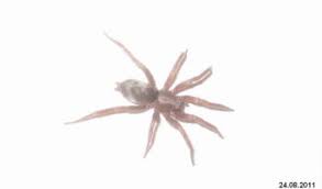 Despite their often large and hairy appearance, huntsman spiders are not considered to be dangerous spiders. Huntsman Spider Facts Bite Habitat Information