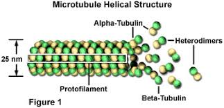 Microtubules are structured around a cell region called the centrosome, which surrounds two centrioles composed of 9 sets of fused microtubules. Molecular Expressions Cell Biology Microtubules