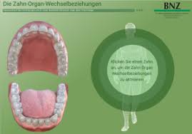 Ganzheitliche Zahnarztpraxis Zahn Organ Beziehungen
