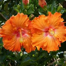 Image result for Hibiscus burtt-davyi