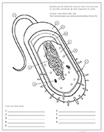 Color the diverse 3d shapes studied by crystallographers. Coloring Pages And Worksheets Ask A Biologist