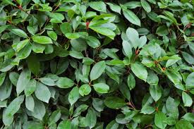 Bahçenizin dört mevsim yeşil kalmasını istiyorsanız bahçe tasarımını mükemmel bir şekilde yapmalı, her mevsim yeşil kalan kısa boylu bodur bitkiler dört mevsim bir bahçe oluşturmak için en önemli adım bitki seçimleridir. Agac Ve Peyzaj As En Twitter Alev Agaci Photinia Fraseri Red Robin Her Dem Yesil Agac Ve Calilardir Nisan Mayis Aylarinda Acan Beyaz Cicekleri Bahcenize Dort Mevsim Dikebilirsiniz Bol Isik