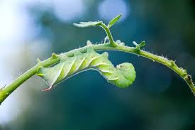 Watching the caterpillars munch away is one of the best parts of having swan plants in the garden. Identification Solutions For Chewing Insects In Your Garden