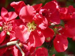 Maybe you would like to learn more about one of these? Texas Scarlet Quince Wilson Nurseries