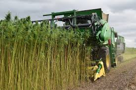 Hanf ist eine vielseitige pflanze, aus der hanffasern oder nahrhafte samen gewonnen werden können. Faserhanf Als Dritte Frucht Wochenblatt Fur Landwirtschaft Landleben
