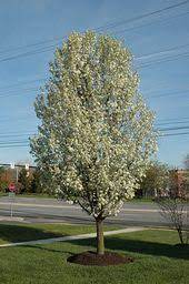 Chanticleer Ornamental Pear Pyrus Calleryana Chanticleer At Connon Nurseries Cbv Ornamental Trees Garden Solutions Backyard Garden Design