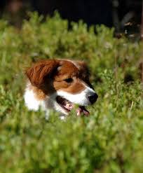 En hund haus tu perro podrá disfrutar en más de 1,300 m² al aire libre, entre árboles, fuentes en junio del 2012, nace hund haus del deseo de brindar un ambiente amigable de recreación para. Urlaub Mit Hund Schladming Dachstein