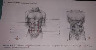 Almost every muscle constitutes one part of a pair of identical bilateral. Diagram Of Human Body In Quadrants To Label Quadrants