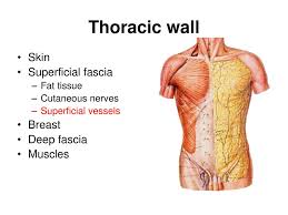 The chest wall protects the heart, lungs, and liver, provides a flexible skeletal framework to stabilize the actions of the shoulder and arm, and promotes respiratory movement all while reliably delivering more than 20,000 breaths a day. Chest Wall Anatomy A Azami Ph D Ppt Download