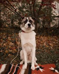 Nicoleleannephoto Posted To Instagram Do You Know Where This Handsome Guy Came From Texa In 2020 Dog Adoption Detroit Michigan Wedding Michigan Wedding Photographer