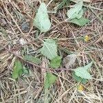 Image result for Aspilia pluriseta