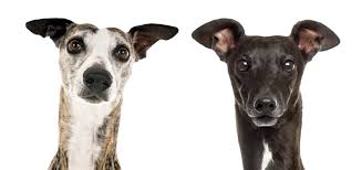 The italian greyhound is a slender and miniature dog breed who has a slightly curved back. The Whippet Vs The Italian Greyhound Modern Dog Magazine