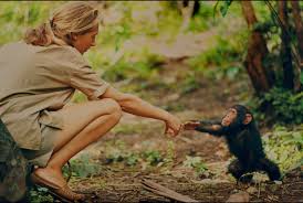 Follow the inspirational activist and leader jane goodall through her travels spreading a message of hope. New Jane Goodall Documentary Is Most Intimate Portrait Yet Says Jane Goodall Science Smithsonian Magazine