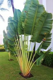 Travelers Palm Bird Of Paradise Pin By Amber Rayburn On Patio Ideas Tropical Garden Design Tropical Backyard Landscaping Tropical Landscape Design