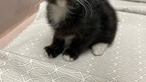 New beginnings — the local nonprofit animal rescue group — will be holding its annual christmas home fantasy this sunday, dec. Merced County Animal Shelter Overwhelmed With Pet Medical Cases Needs Support Kmph
