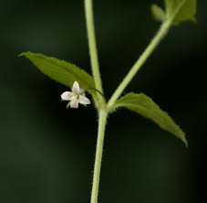 Image result for Wahlenbergia madagascariensis