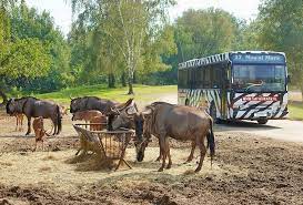 Volgens dierenverzorgers gaat het om een jongentje, maar helemaal zeker is dat nog niet. Tagesausflug Mit Safari In Den Beekse Bergen Nl Outspot