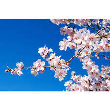 We did not find results for: Green Plus Almond Tree 7 Gallon 829525005600 Rona
