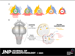 Search results are provided by the dailymotion api. Neuronal Mechanisms Underlying Opioid Induced Respiratory Depression Our Current Understanding Journal Of Neurophysiology