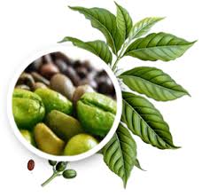Taking Green Coffee Bean At Night Green Coffee Bean Extract Green Coffee Bean Green Coffee